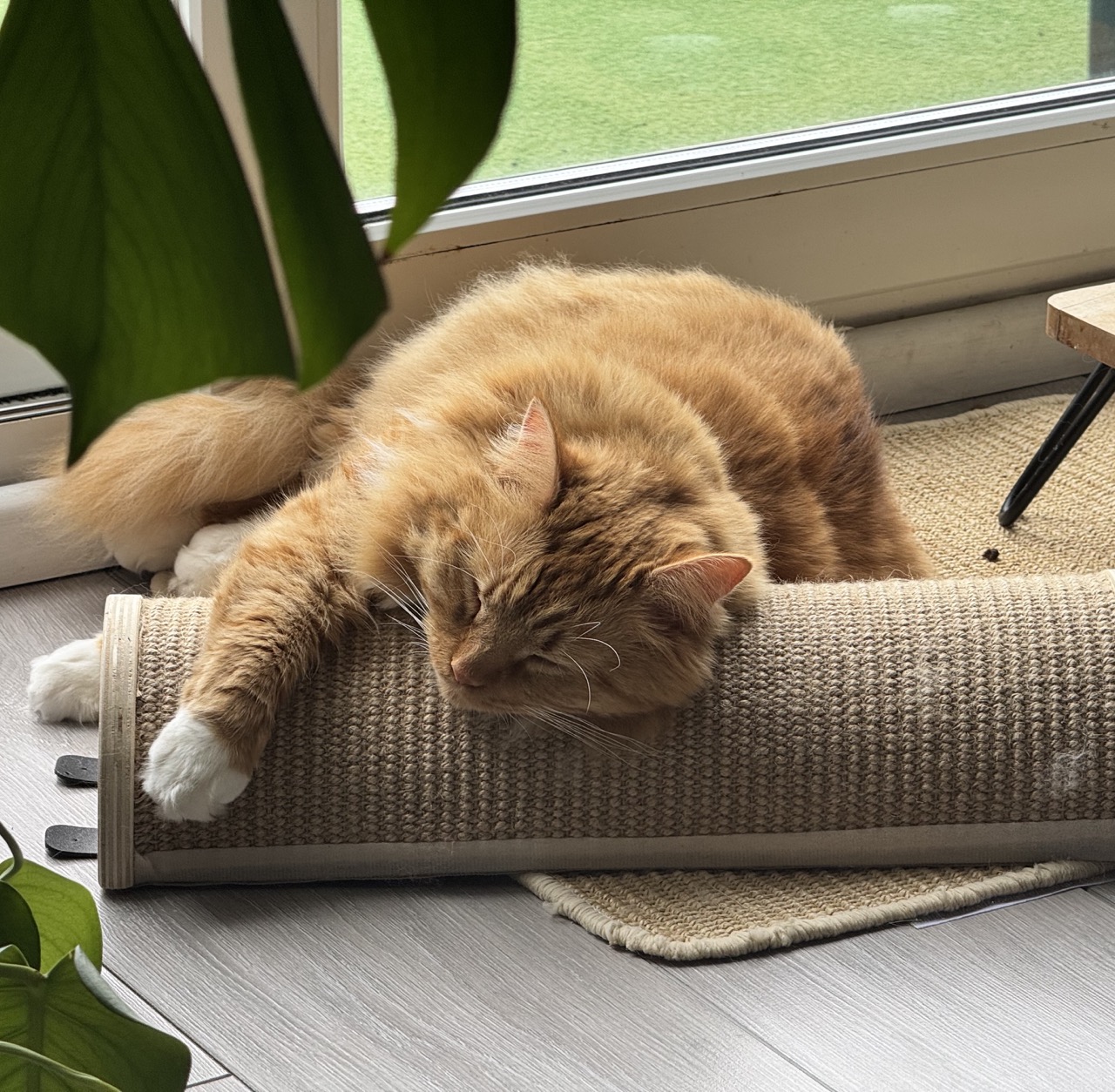 Maurice, an orange tabby cat, lounging on his scratcher